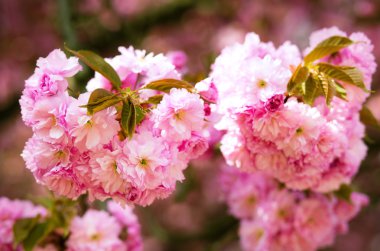 Pembe Sakura çiçek çiçeklenme
