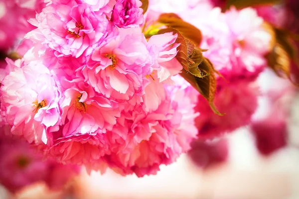 Pink Sakura flower blooming — Stock Photo, Image