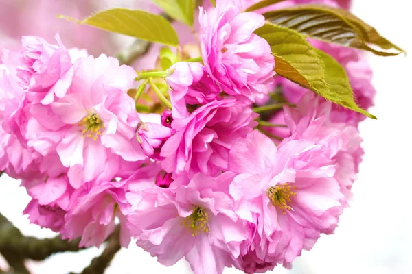 Rosa Sakura-Blume blüht. weißer Hintergrund. — Stockfoto