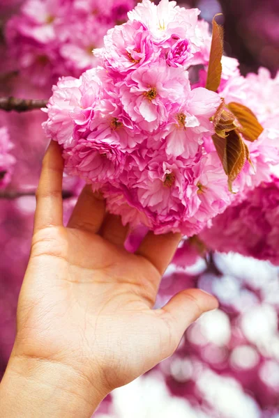 Flowers in woman hand, in sun light — Stock Photo, Image