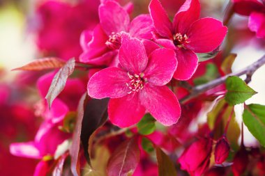 Ağaç üzerinde kırmızı çiçekler