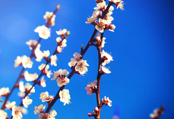 Spring flowers, Spring blossom background, on blue sky — Stock Photo, Image