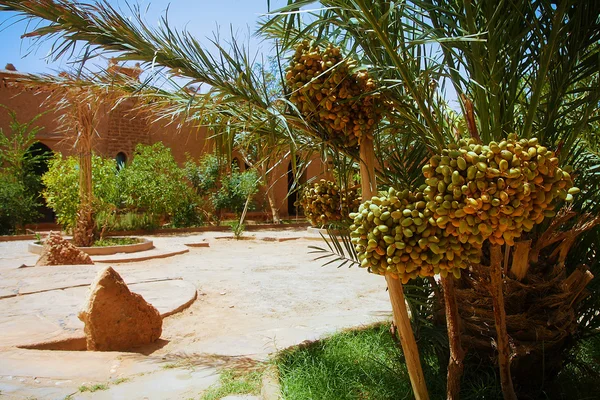 En vacker marockansk trädgård med datum palmer med riping datel frukt och glödande sand ytan — Stockfoto