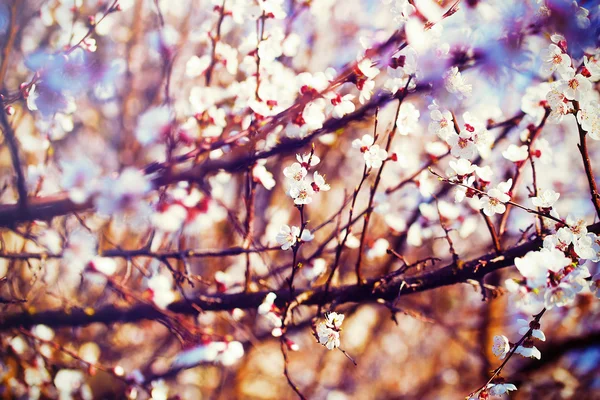 Spring flowers, Spring blossom background — Stock Photo, Image