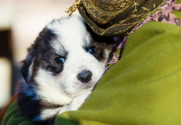 Little beautiful black and white shepherd puppy held on human sh — Stock Photo, Image