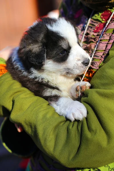 Niño abrazando cachorro perro — Foto de Stock