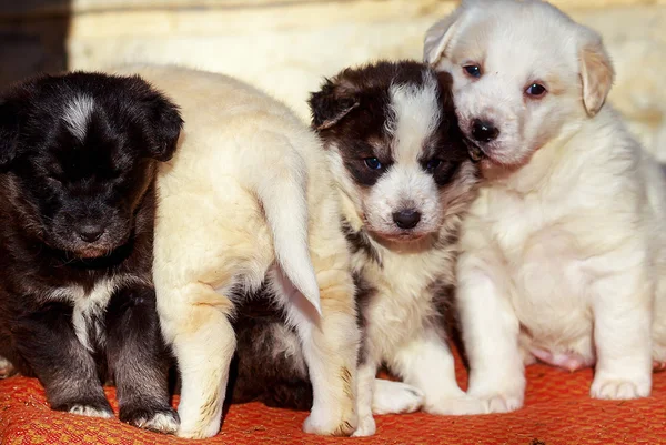 素晴らしい小さな子犬犬、シェパード犬のグループ — ストック写真