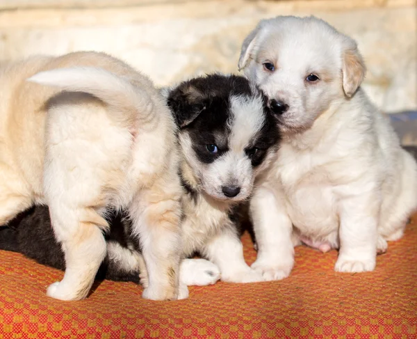 外部避難所でシェパード ・ ドッグ子犬の美しい愛らしいグループ — ストック写真