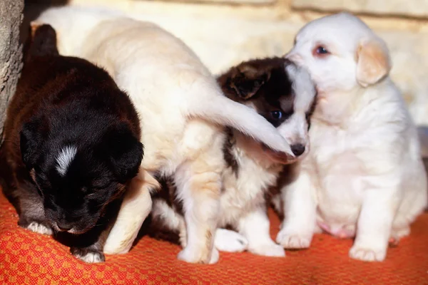 Belo grupo adorável de cachorros pastor cão em um abrigo exterior — Fotografia de Stock