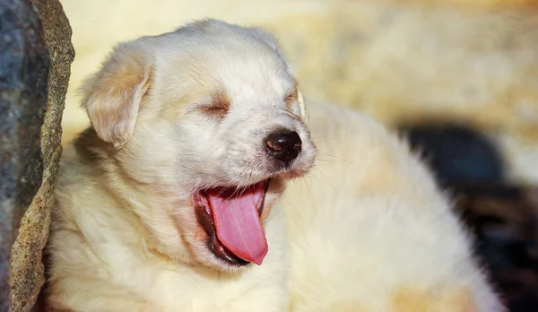 あくび愛らしい白いシェパード犬子犬 — ストック写真