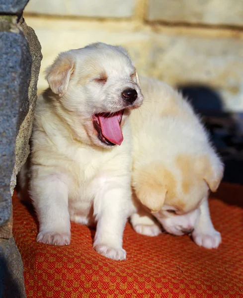 Schattig wit shepperd hond puppy geeuwen — Stockfoto