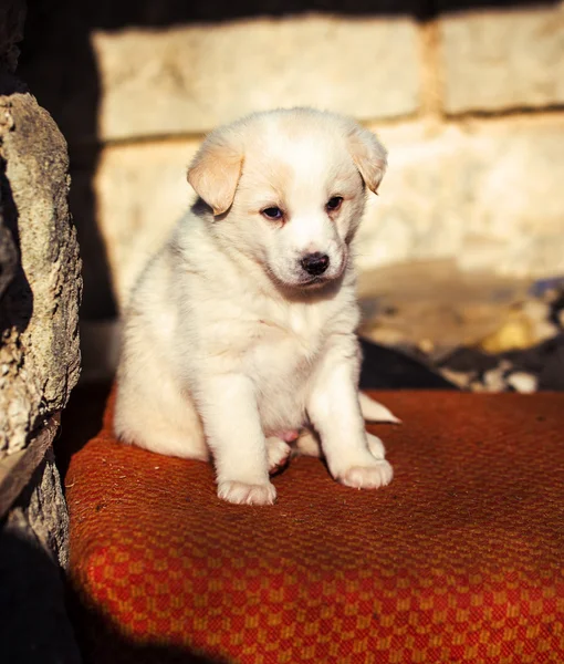 愛らしい白いシェパード犬子犬 — ストック写真