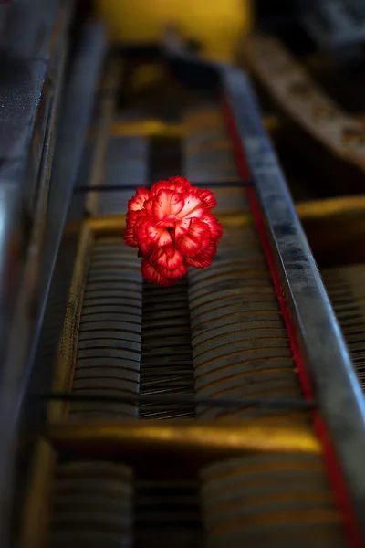 Detalle mecánica de piano de cola antigua con una flor de clavel rojo —  Fotos de Stock