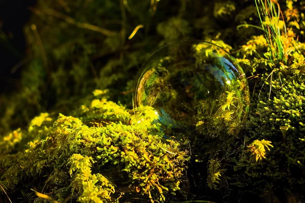 Jabón Burbujas frente al bosque en musgo —  Fotos de Stock