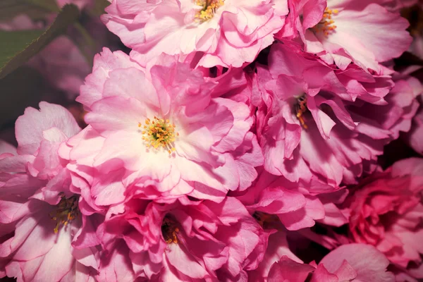 Frühling Blumen, Frühling Blüte Hintergrund — Stockfoto