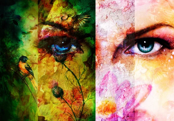 Kleur abstracte achtergrond met vogels en bloem en blauw oog. contact met de ogen — Stockfoto