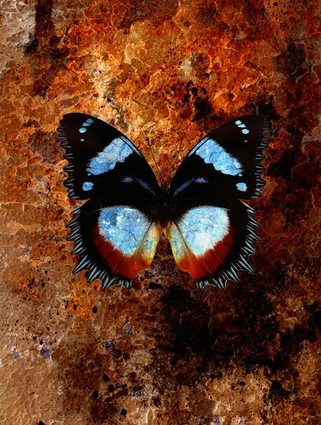 Abstract background with rust structure and butterfly. — Stock Photo, Image