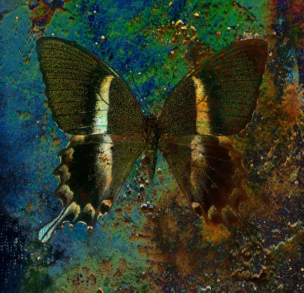 Color butterfly, illustration and mixed medium, abstract  background, vintage rust effect — Stock Photo, Image