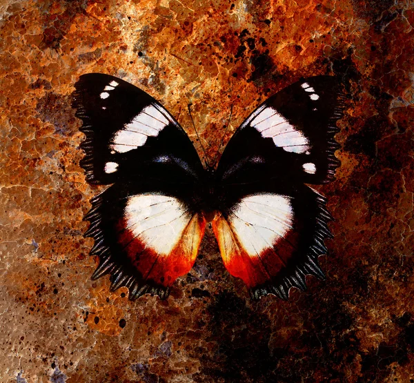 Illustration eines Schmetterlings, gemischtes Medium und farbiger Hintergrund — Stockfoto