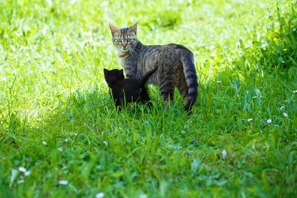Gatto e gattino sul prato verde — Foto Stock