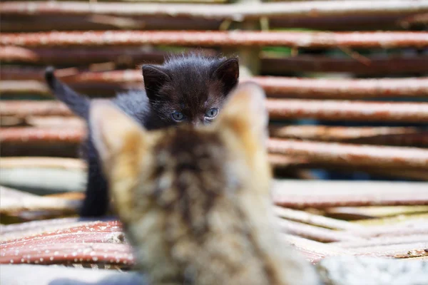 Kočka a kotě na zelené louce — Stock fotografie
