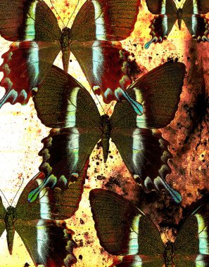 ipten kelebek, karışık orta, yapısı arka plan çizimi.