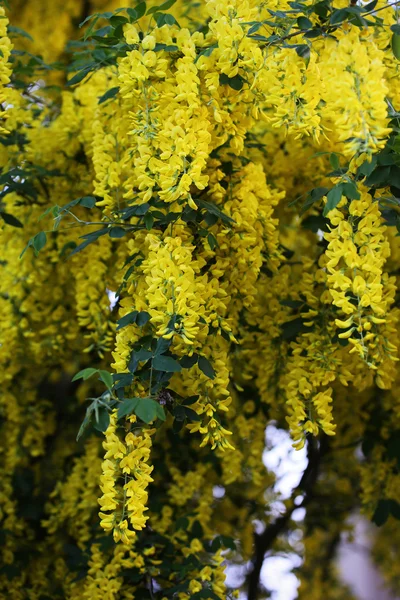 Gelbe Blumen in voller Blüte, blühender Hintergrund, goldener Duschbaum im Sommer. — Stockfoto