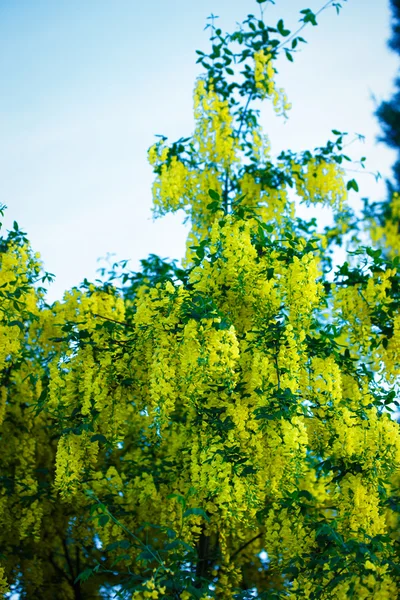 黄色の花満開、一辺種背景夏のゴールデン シャワー ツリー. — ストック写真