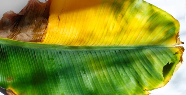 Feuille de banane sur fond blanc, fond abstrait — Photo