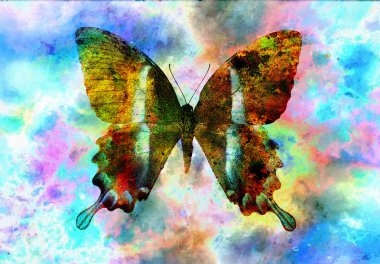 illustration of a  color butterfly, mixed medium, space background