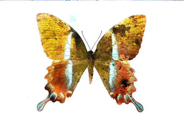 Illustration of a  color butterfly, mixed medium, white background — Stock Photo, Image