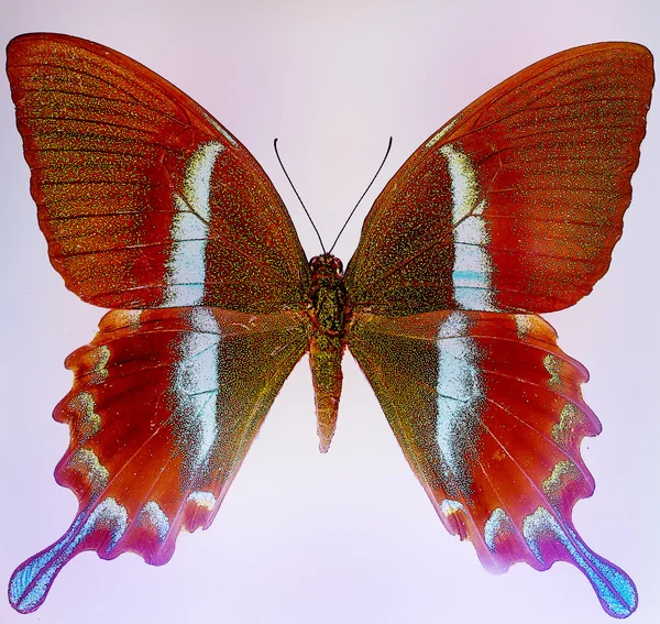 Illust de una mariposa del color, medio mezclado, fondo negro —  Fotos de Stock