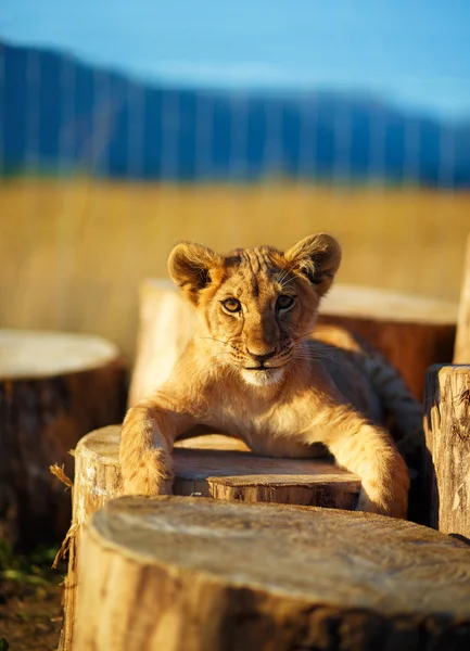 Filhote de leão na natureza com céu azul e tronco de madeira . — Fotografia de Stock