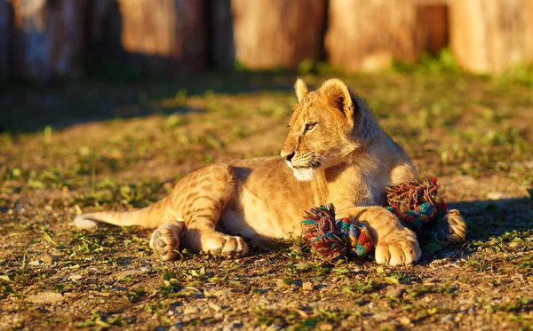 Filhote de leão abraçando na natureza e entranhando com brinquedo — Fotografia de Stock