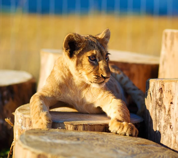 Lion cub in nature with blue sky and wooden log . — Stock Photo, Image