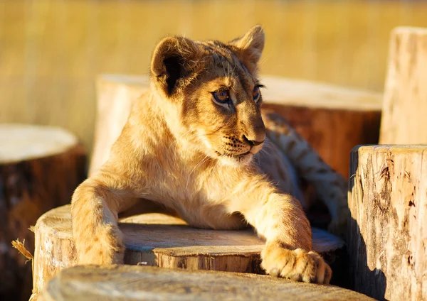 Lion cub in nature and wooden log . — Stock Photo, Image