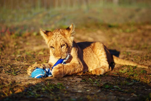 Filhote de leão abraçando na natureza e entranhando com brinquedo . — Fotografia de Stock