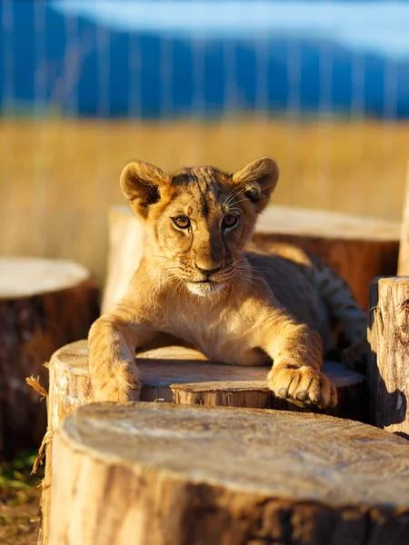 Filhote de leão na natureza com céu azul e tronco de madeira. contacto visual — Fotografia de Stock