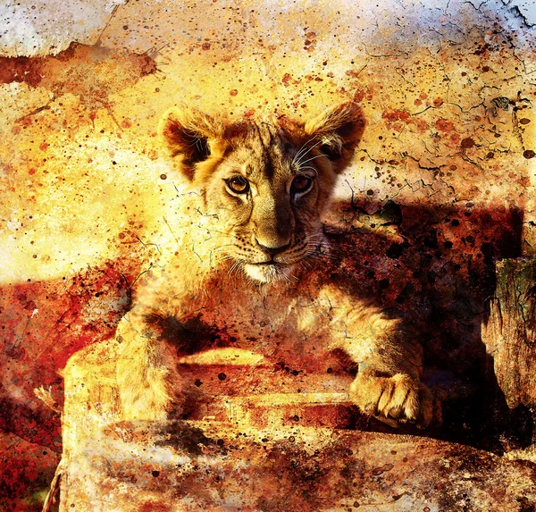 Lion cub photos and painting Abstract Collage. Eye contact — Stock fotografie