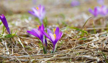 Bahar çiçek, safran, mor ve turuncu renk.