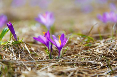 Bahar çiçek, safran, mor ve turuncu renk.