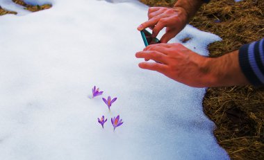 phone taking pictures of flowers of spring. crocuses in snow clipart