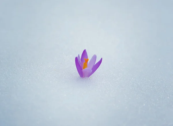 Krokusar i snö, lila vårblommor . — Stockfoto