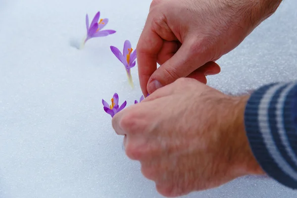 Azafrán en la nieve, flores púrpuras de primavera. Con mano de hombre — Foto de Stock