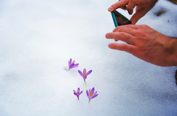 Τηλέφωνο λήψη φωτογραφιών από τα λουλούδια της άνοιξης. κρόκους στο χιόνι — Φωτογραφία Αρχείου