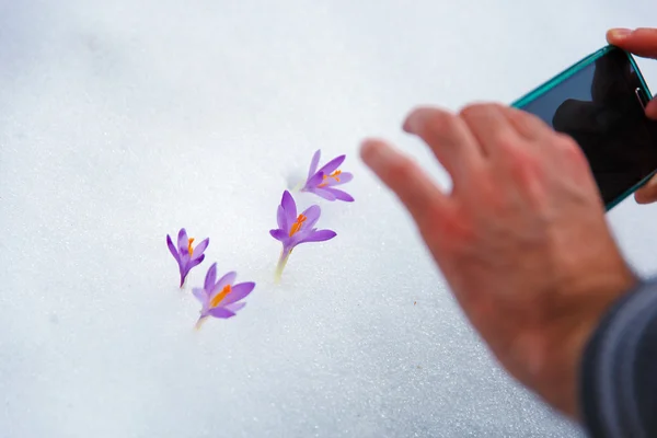 Telefone tirando fotos de flores da primavera. crocos na neve — Fotografia de Stock