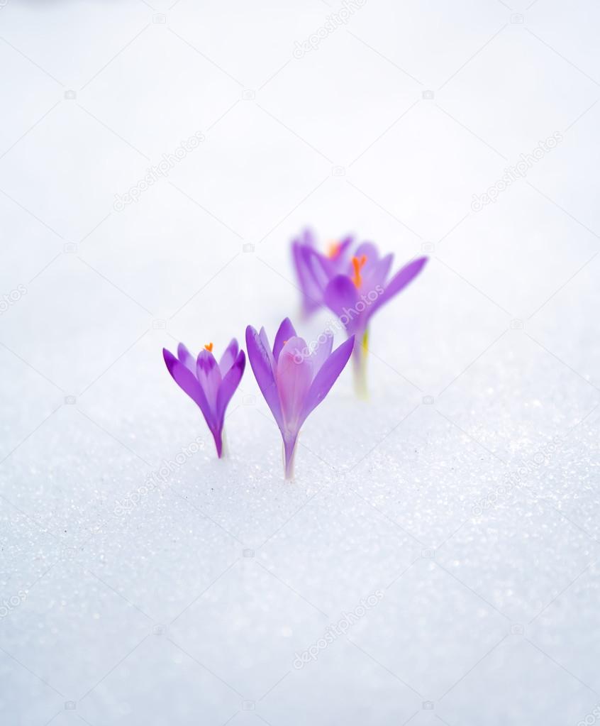crocuses in snow, purple spring flowers. With man hand