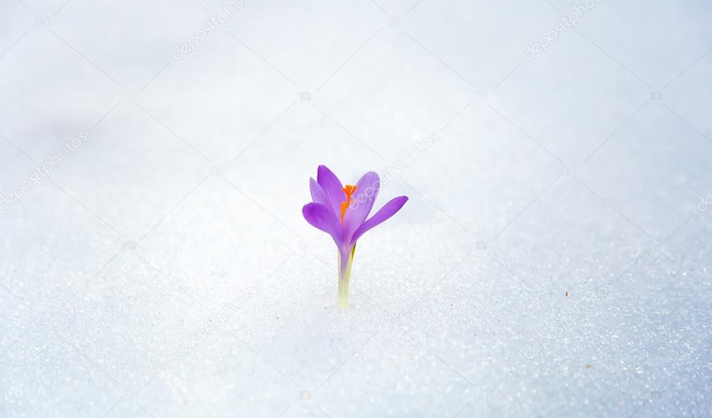crocuses in snow, purple spring flower .