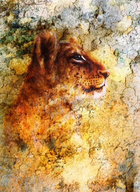 Little lion cub head. animal painting, abstract color background with spots and crackle.