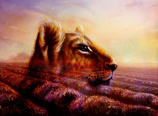 หัวลูกสิงโตตัวน้อยบนทุ่งลาเวนเดอร์สีม่วง ภาพวาดสัตว์และดอกไม้สีม่วงในตอนพระอาทิตย์ตก . รูปภาพสต็อก
